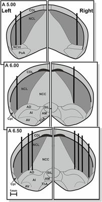 “Prefrontal” Neuronal Foundations of Visual Asymmetries in Pigeons